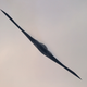 Image for article titled The Ten Weirdest Looking Airplanes To Ever Take Flight